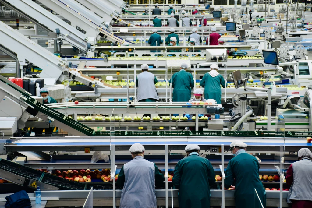 Hala produkcyjna z liniami sortującymi owoce, wykorzystującymi taśmy i elementy z polietylenu w procesie pakowania jabłek.